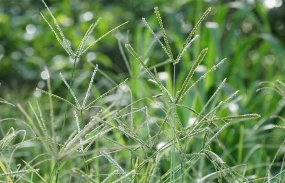  گیاه چمن غاز 